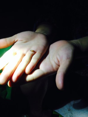 Little firefly on Kat's hands